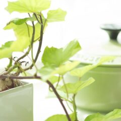 プランターの代用袋の選び方を解説!